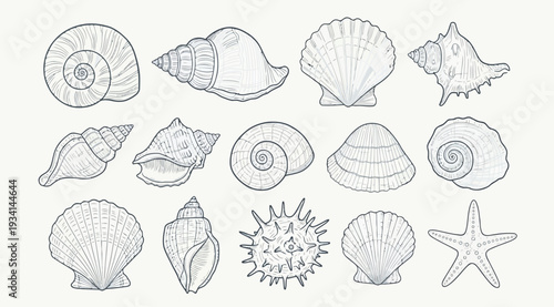 Collection of various seashells and starfish illustrations on white background