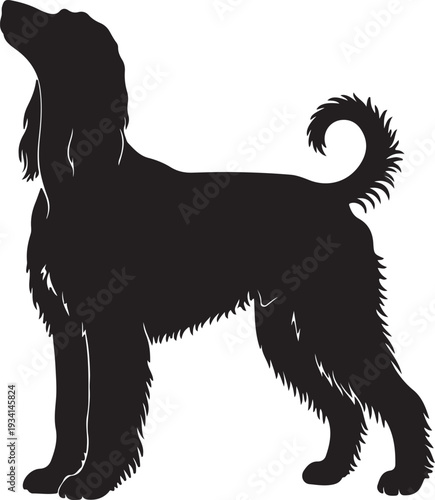 Afghan Hound dog in silhouette.
