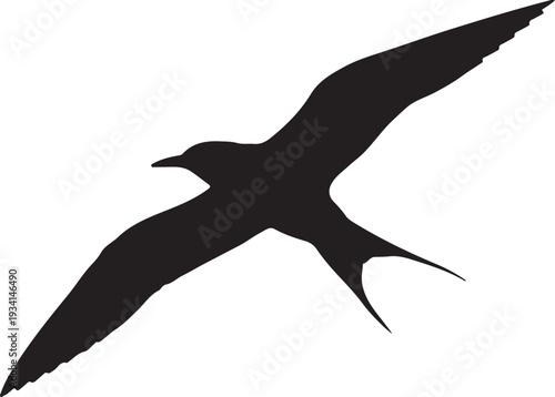 Arctic Tern in silhouette on white background.