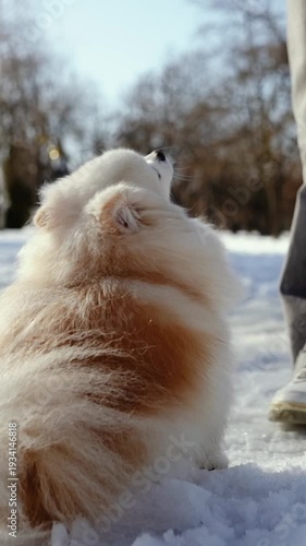 A small fluffy puppy plays in a snowy park on a winter morning. A Pomeranian dog outdoors on a sunny day. A little friend.