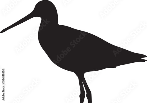 Black-tailed Godwit in silhouette.