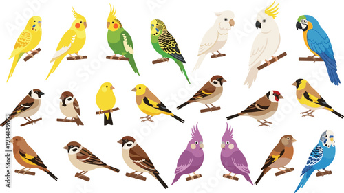 Colorful Bird Collection with Parrot Cockatoo Sparrow Budgerigar and Songbird Species Isolated Flat Vector Illustration Set
