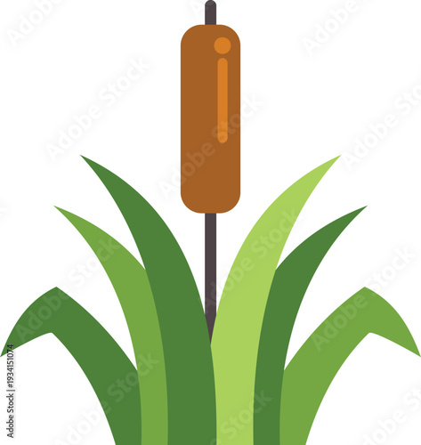 Cattail plant with brown reed and green leaves growing in a natural environment