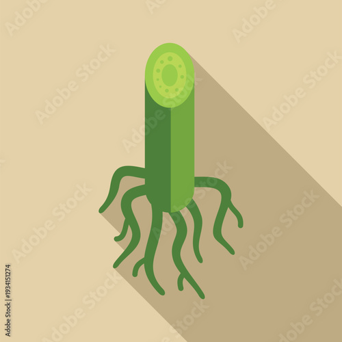 Plant stem with roots and a cross section showing internal