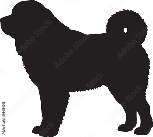 Photos Tibetan Mastiff in silhouette.