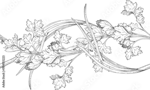 Seamless border of the parsley and green onion. Vector colored ink styled handmade illustration. For packaging design, cards, cover, prints, product labels and fabric.