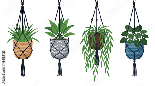 Four different hanging house plants in decorative macrame hangers on white