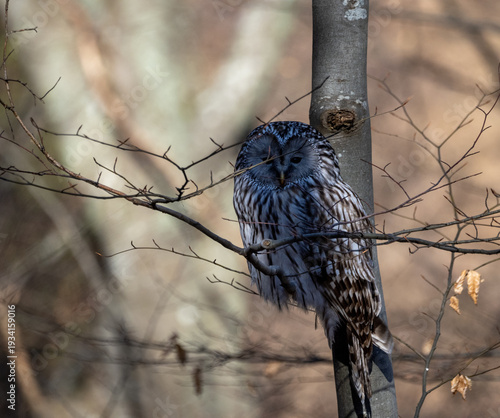 фотографія Ural owl - Strix uralensis