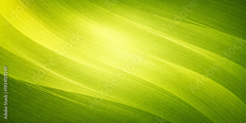 A bright green banana leaf displays a fresh summer foliage texture with a macro pattern of veins and lines in this abstract nature closeup of spring garden flora
