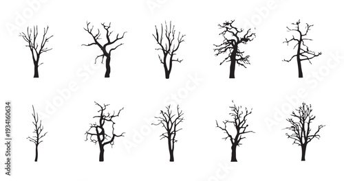 Bare dead trees in silhouette on white background for autumn or winter season