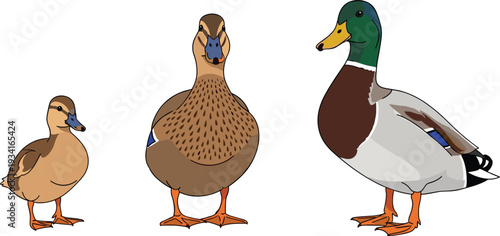 Mallard Duck Family Illustration with Duckling, Female, and Male Drake Waterfowl Bird Vector Collection