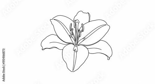 Simple line drawing of a lily flower illustration.