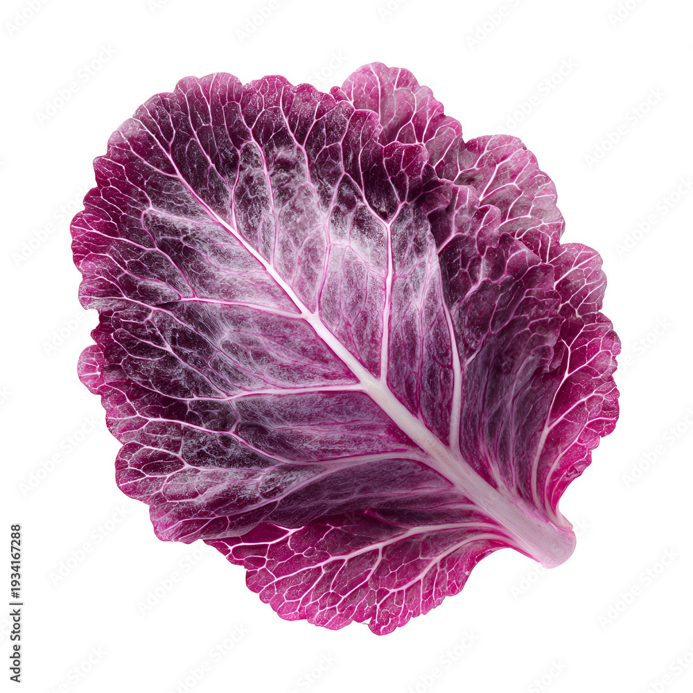 Obraz premium Fresh purple cabbage half cut close-up with vibrant leaf texture on white background