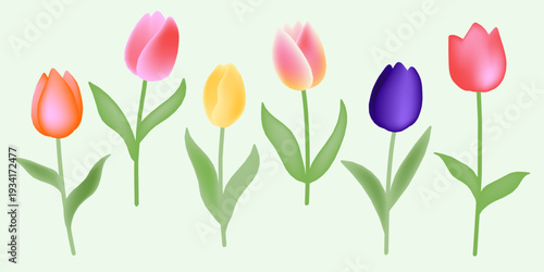 Tulips blooming in Spring Meshed Gradient Colorful Vector Flower Illustration set