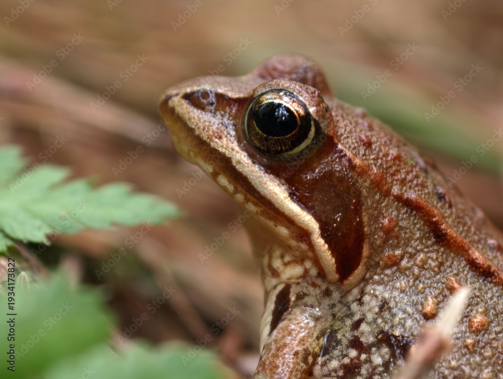 Obraz premium Extreme close up macro photograph captures the intensely detailed side profile of a brown woodland frog