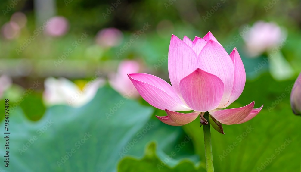 Obraz premium Close-up of a delicate pink lotus flower blooming in a serene pond surrounded by lush green lily pads.