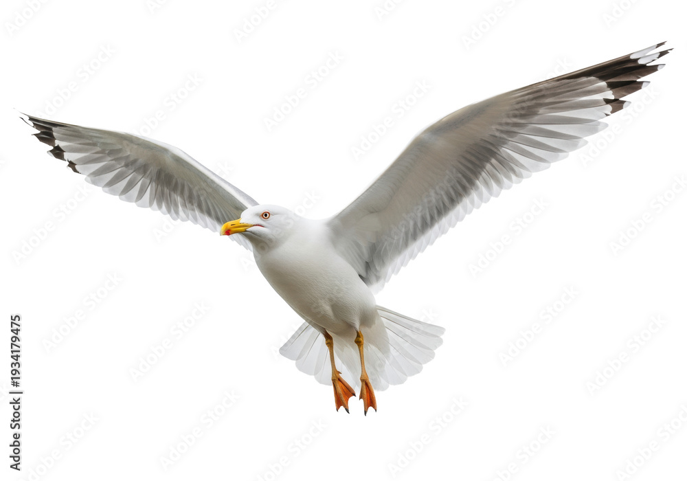 Obraz premium Ultra-realistic photo of a majestic seagull in full flight, transparent plumage and yellow beak, isolated against a transparent studio background with copy space. Concept of natural purity and