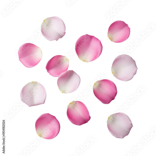 Ultra realistic photorealistic studio shot of scattered delicate light pink rose petals on a smooth, solid gray background, top-down perspective, commercial purity concept