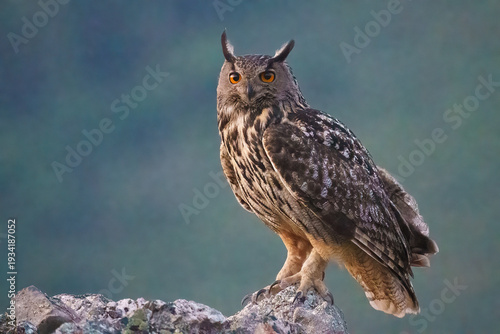Foto Eurasian eagle-owl (Bubo bubo)
