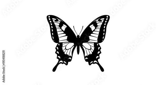 Striking Black and White Butterfly Illustration with Intricate Wing Patterns.
