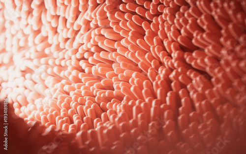 Fleshy intestinal canal lined with soft villi, 3d rendering.