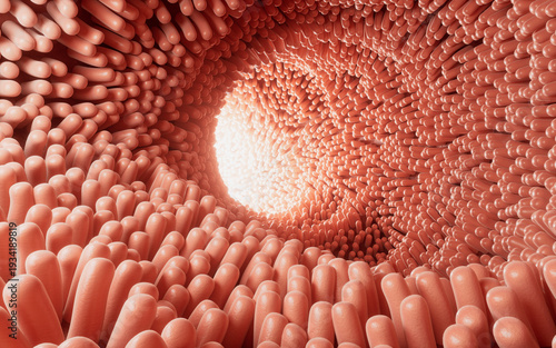 Fleshy intestinal canal lined with soft villi, 3d rendering.