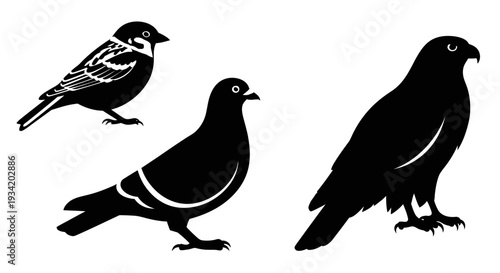 Bird Silhouettes Set: Sparrow, Pigeon, and Hawk Graphic Icons