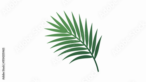 Single green palm leaf on white background symbolizing nature and tropical paradise