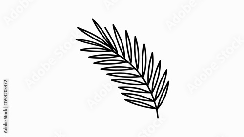 Detailed black line drawing of a single fern leaf on a white background simple botanical illustration