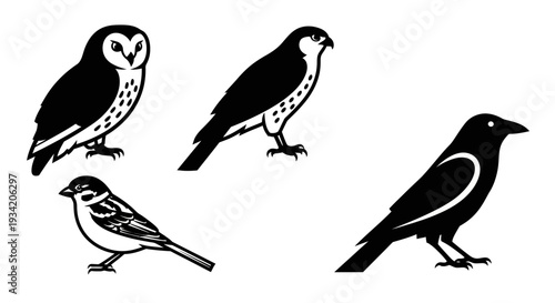 Collection of diverse bird species illustrations: owl, falcon, sparrow, and crow in graphic style