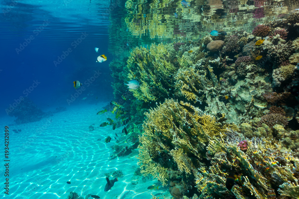 Obraz premium coral reef with fish