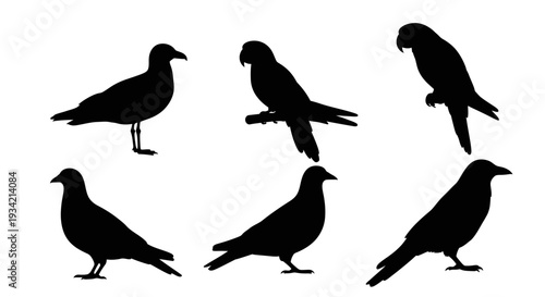 Diverse bird silhouettes collection: various species including gulls, parrots, pigeons, and crows