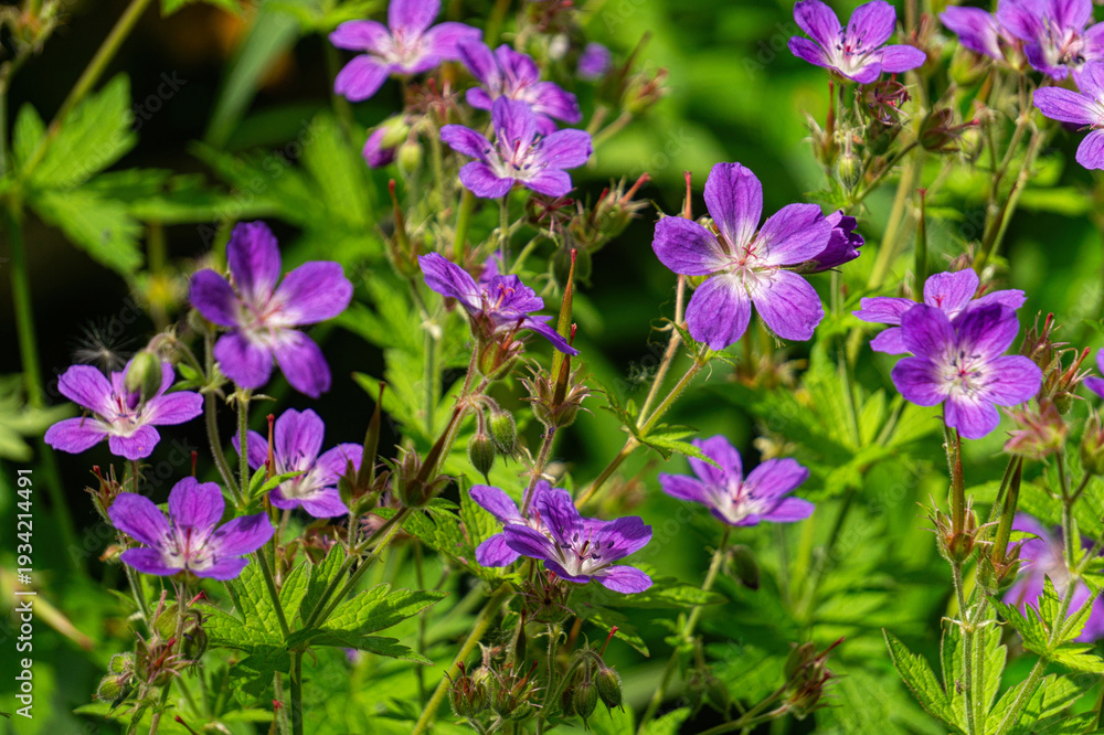 Obraz premium Mayflower, geranium sylvaticum, wood cranesbill