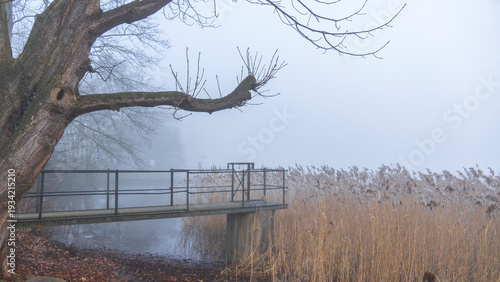 A jetty for ships shrouded in mist. Fog on the lake shore with dry reeds, tree and a landing stage. where would you go? on the way to nowhere, you found mist and fog. single tree on the border of lake