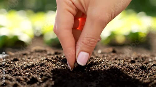Close up of a hand planting a seed in soil.