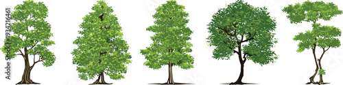 Set of five green deciduous forest trees with lush leaves on white background, various species of garden plants for landscape design, nature.