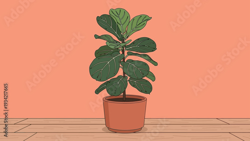 Fiddle leaf fig plant in a terracotta pot on a wooden floor.
