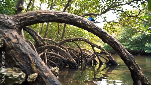 Intricate Mangrove Roots Submerged in Calm Water Lush Green Forest Canopy Overhead Tropical Ecosystem Exploration.