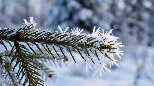 Closeup of a frosted pine branch with delicate ice crystals sparkling in the soft winter sunlight showcasing the intricate beauty of nature during a cold season.