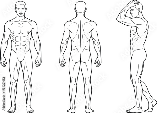 Male human body anatomy front back and side view muscular figure outline vector illustration