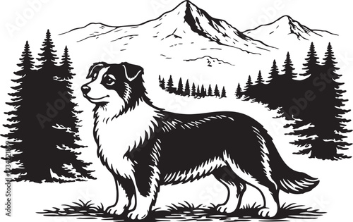 adorable border collie dog in the mountain