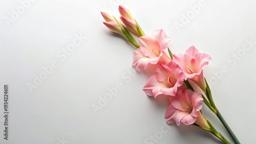 Delicate Pink Gladiolus Blossoms Arranged on a Pristine White Background, Ideal for Elegant Designs and Floral-Themed Projects