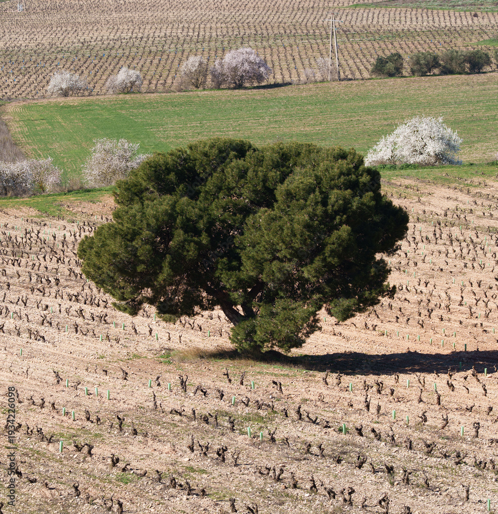 Fototapeta premium Lone Pine Tree in Vineyard Rows with Spring Blossoms in Background