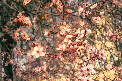 Floración de la planta de Cerezos