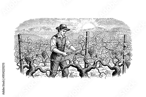Vintage vineyard scene with farmer pruning grapevines in rural landscape at sunrise