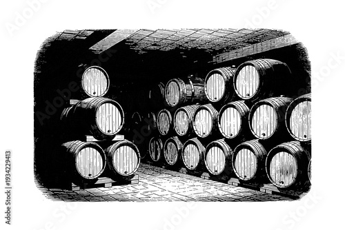 Vintage winery cellar with wooden barrels in etched style