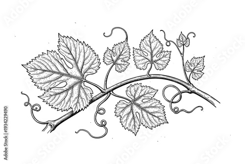 Detailed botanical line art of a grape vine branch with leaves and tendrils