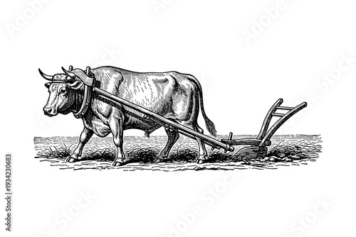 Illustration of an ox pulling a plow in vintage engraving style