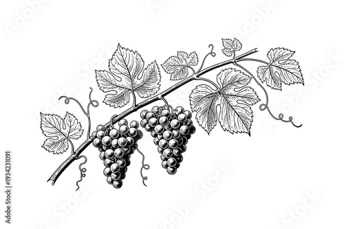 Intricate botanical drawing of grapevine with bunches of grapes in black and white