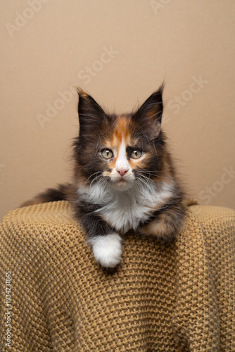 cute calico maine coon kitten lying on front, resting on a soft knitted blanket looking at camera curiously